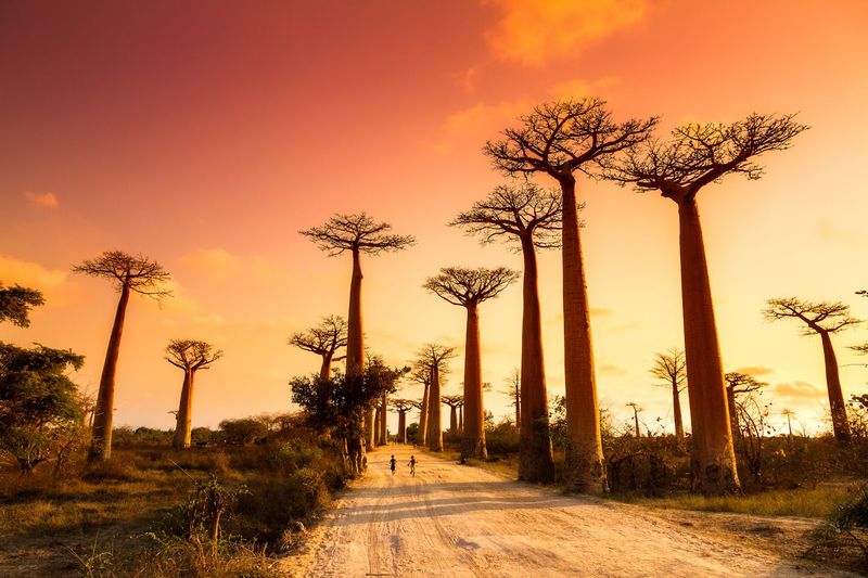 Avenue of the Baobabs, Madagascar