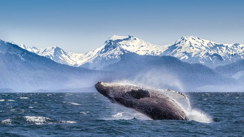 Interactive Wildlife Lectures