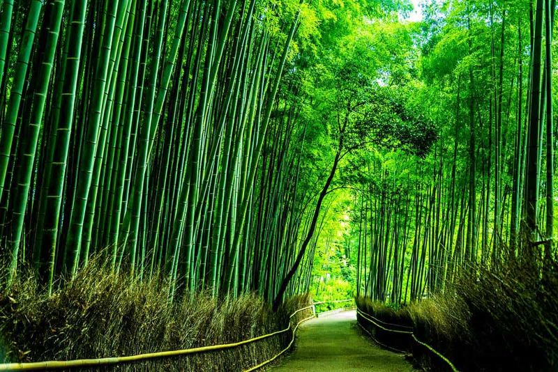 Kyoto's Arashiyama Bamboo Grove, Japan