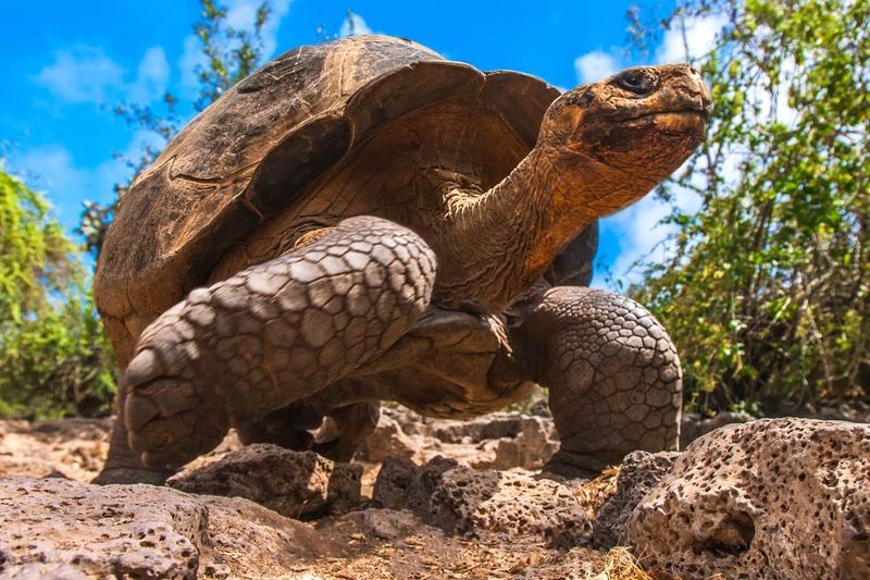 Galápagos Islands Wildlife Tours
