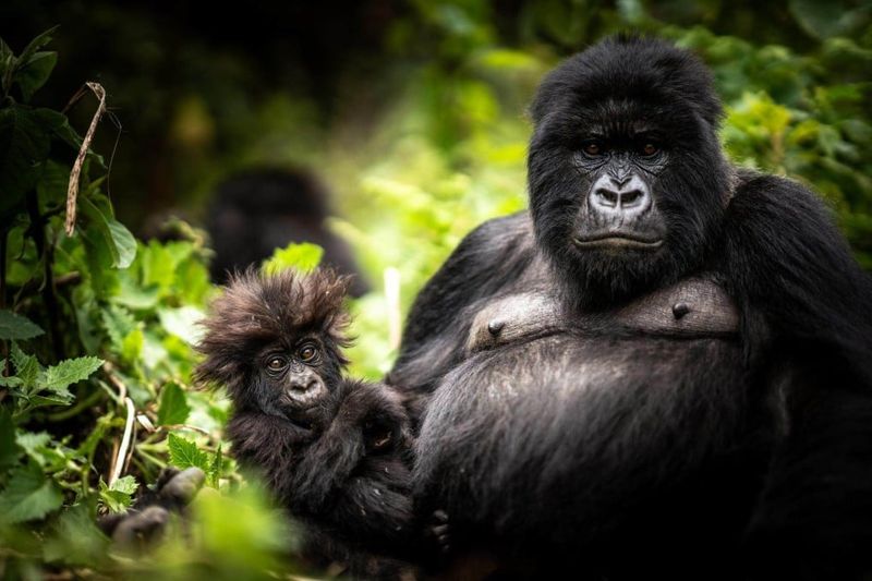 Rwanda