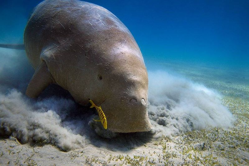 Mozambique: The Marine Giants of Bazaruto