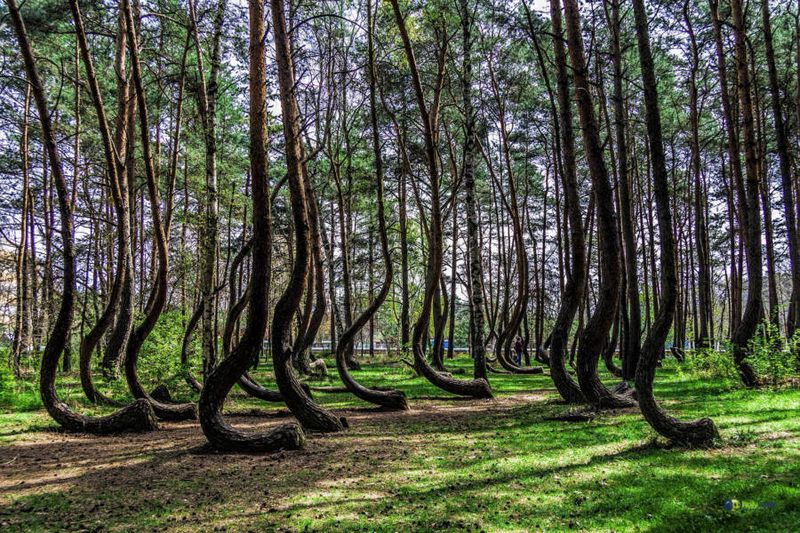 The Crooked Forest of Poland