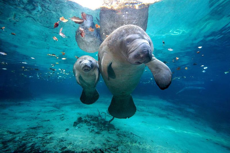 Florida's Manatee Marvels