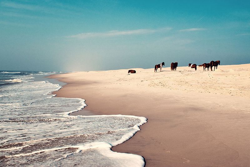 Maryland: Assateague Island National Seashore