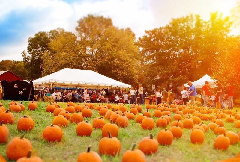 Annual Harvest Festival
