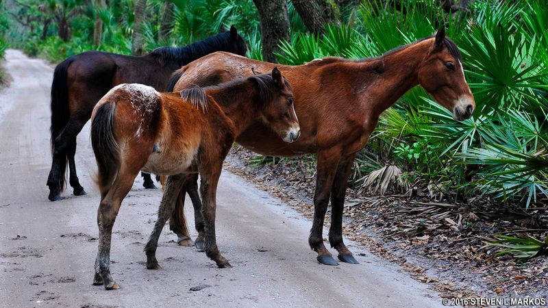 Cumberland Island, Georgia
