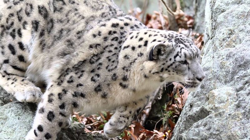 Massachusetts - Franklin Park Zoo