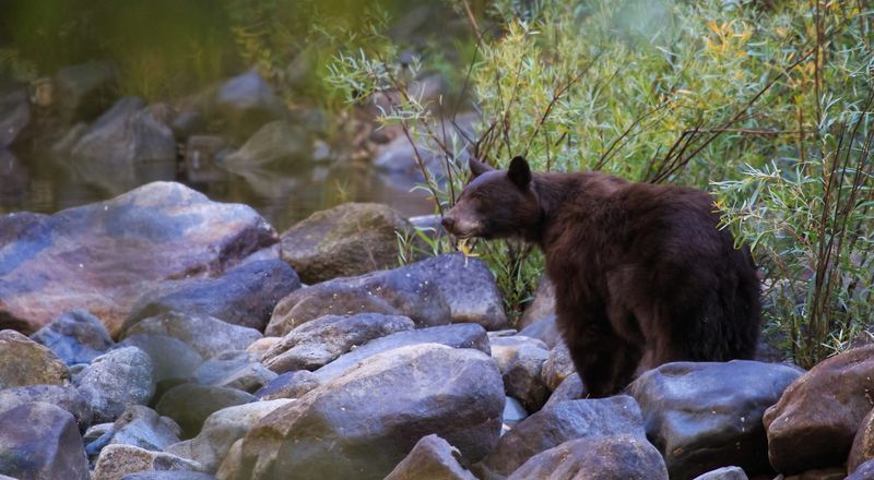 Understanding Wildlife Etiquette