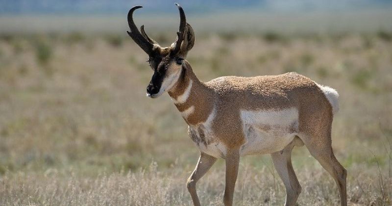 New Mexico's Enchanting Pronghorns