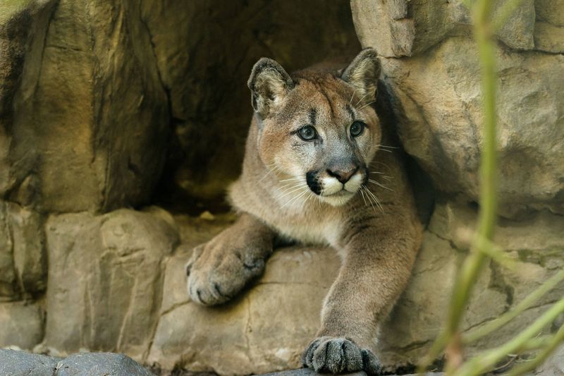 Minnesota - Minnesota Zoo