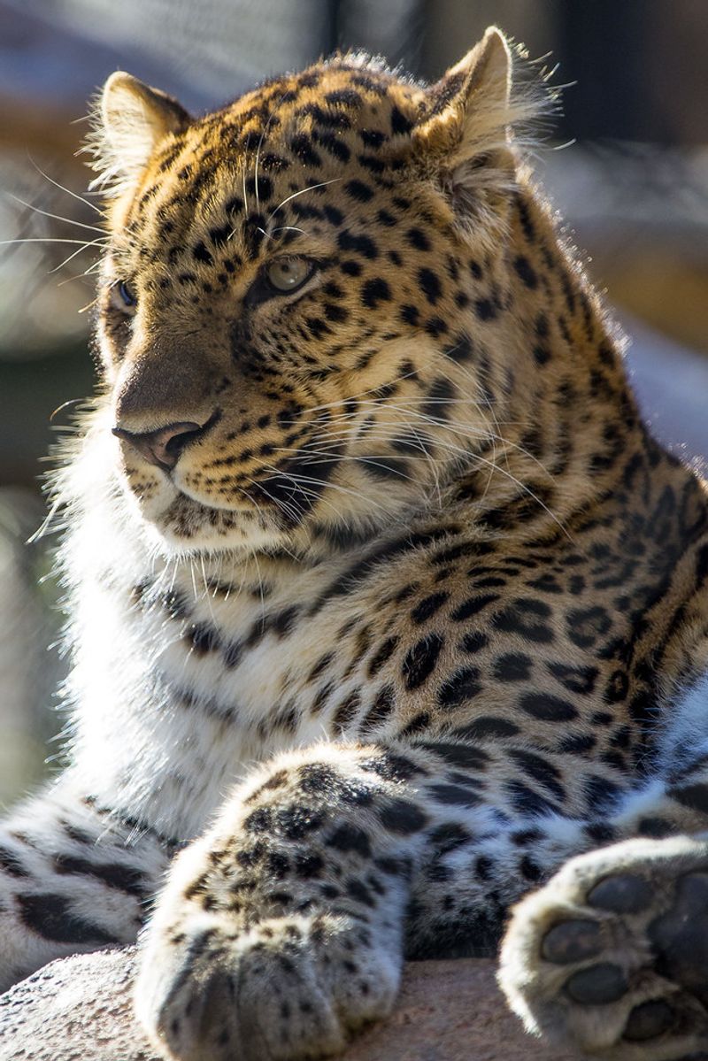 Mississippi - Jackson Zoo