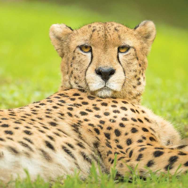 Missouri - Saint Louis Zoo