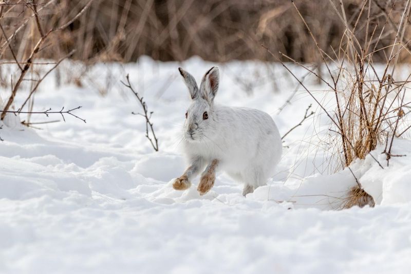 Vermont's Snowshoe Hares