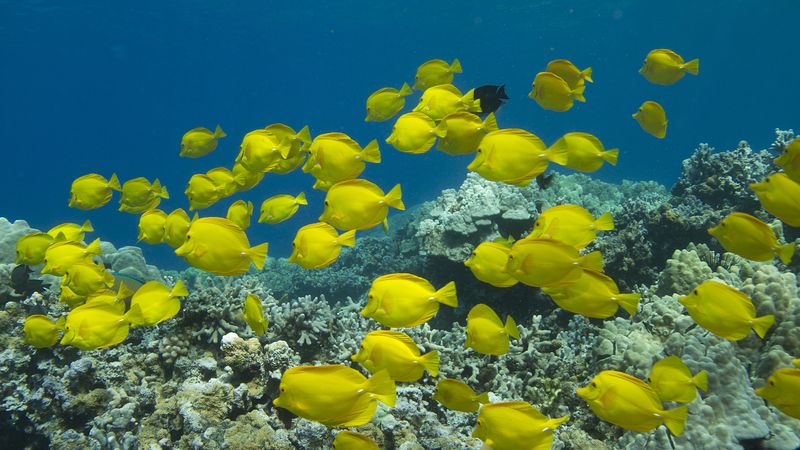 Kealakekua Bay, Big Island