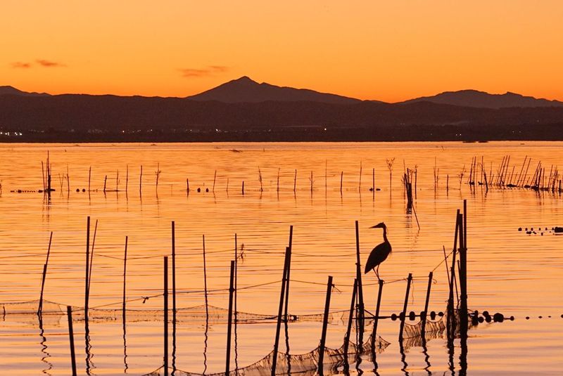 Albufera's Coastal Wetlands