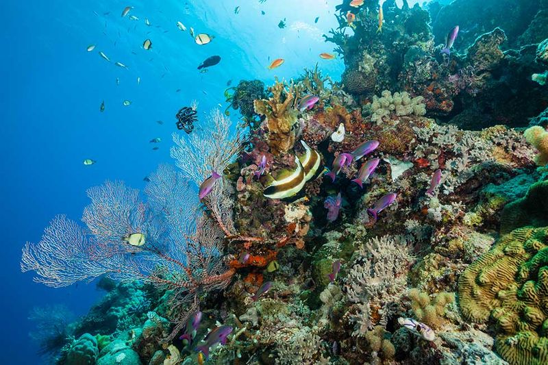 The Great Barrier Reef, Australia