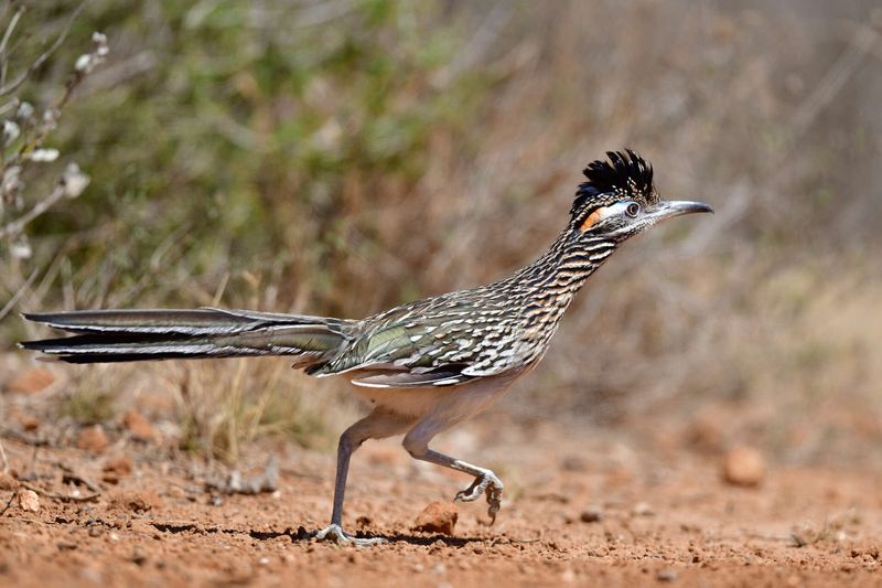 Texas's Roadrunners