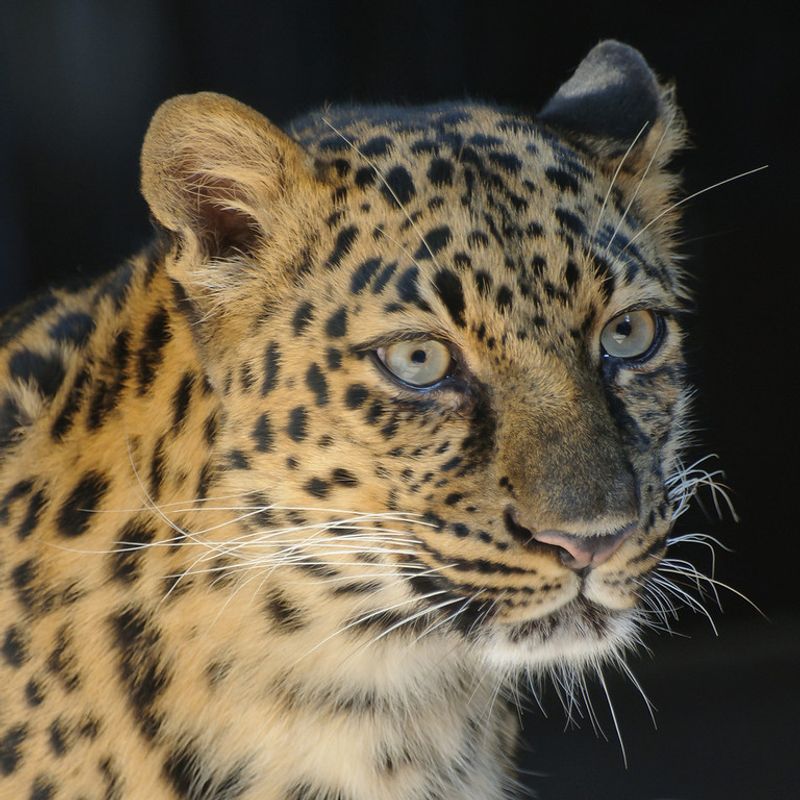 Nebraska - Omaha's Henry Doorly Zoo and Aquarium