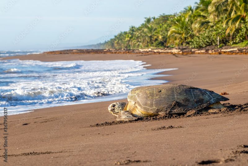 Tortuguero