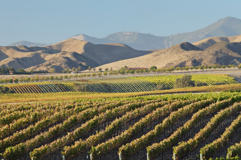 Los Olivos
