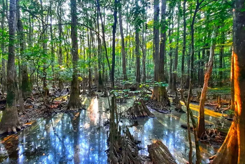 Congaree National Park, South Carolina