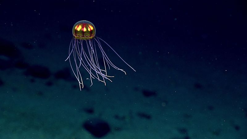 Mariana Trench, Pacific Ocean