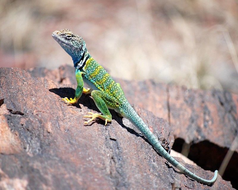 Petrified Forest National Park, Arizona