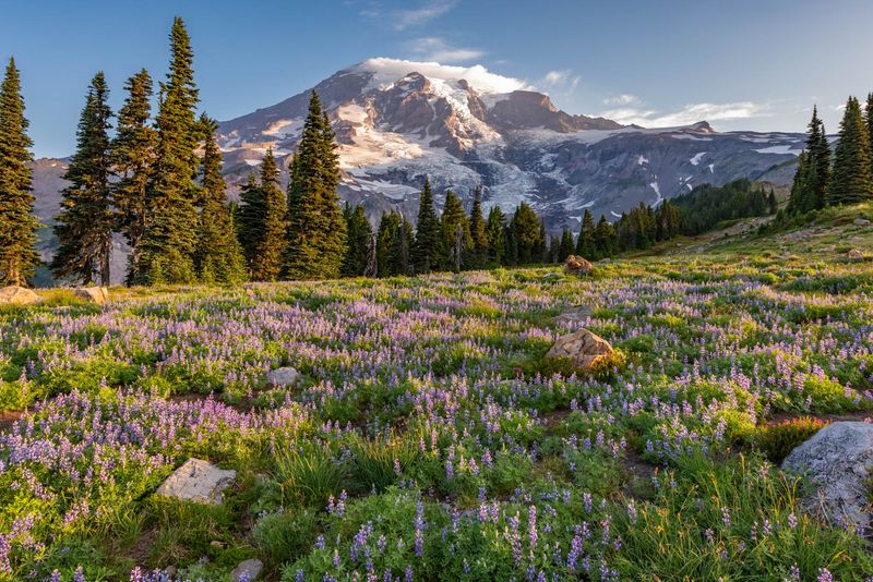 Mount Rainier's Wildflower Meadow