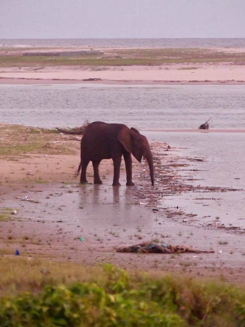 Gabon: The Coastal Elephants