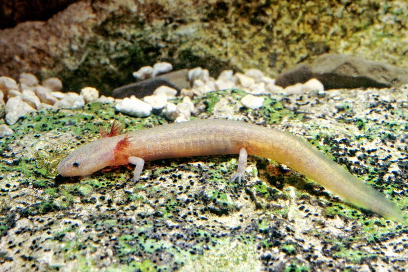 Subterranean Wildlife