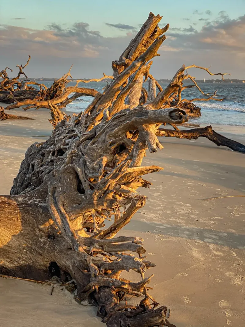 The Driftwood Maze