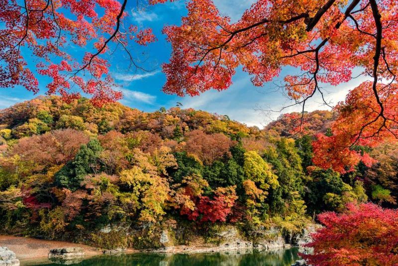 Crimson Maple Valley