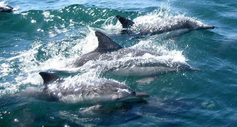 Dolphin Playground of South Padre Island