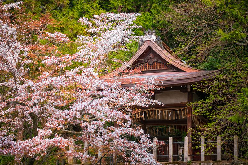 Kyoto's Hidden Temples, Japan