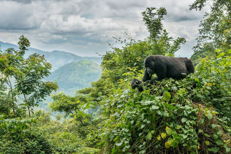 Uganda: The Gentle Giants of Bwindi