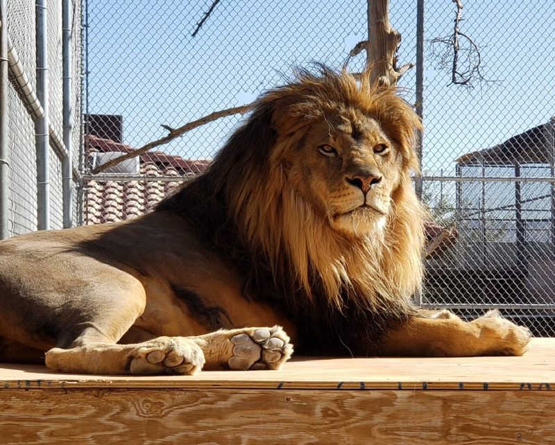 Nevada - Lion Habitat Ranch