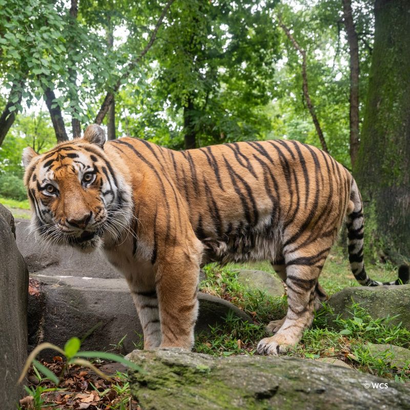 New York - Bronx Zoo