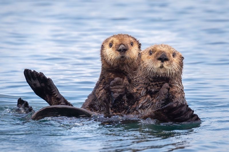 Oregon's Playful Sea Otters