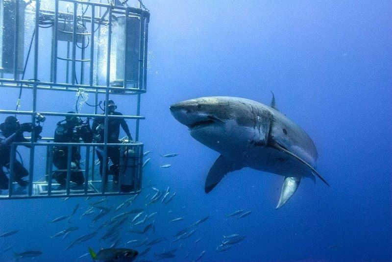 Gansbaai, South Africa
