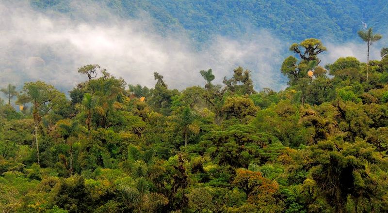 The Amazon Rainforest