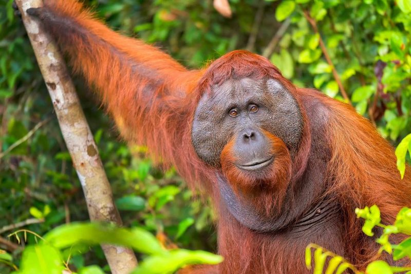 Borneo's Rainforests