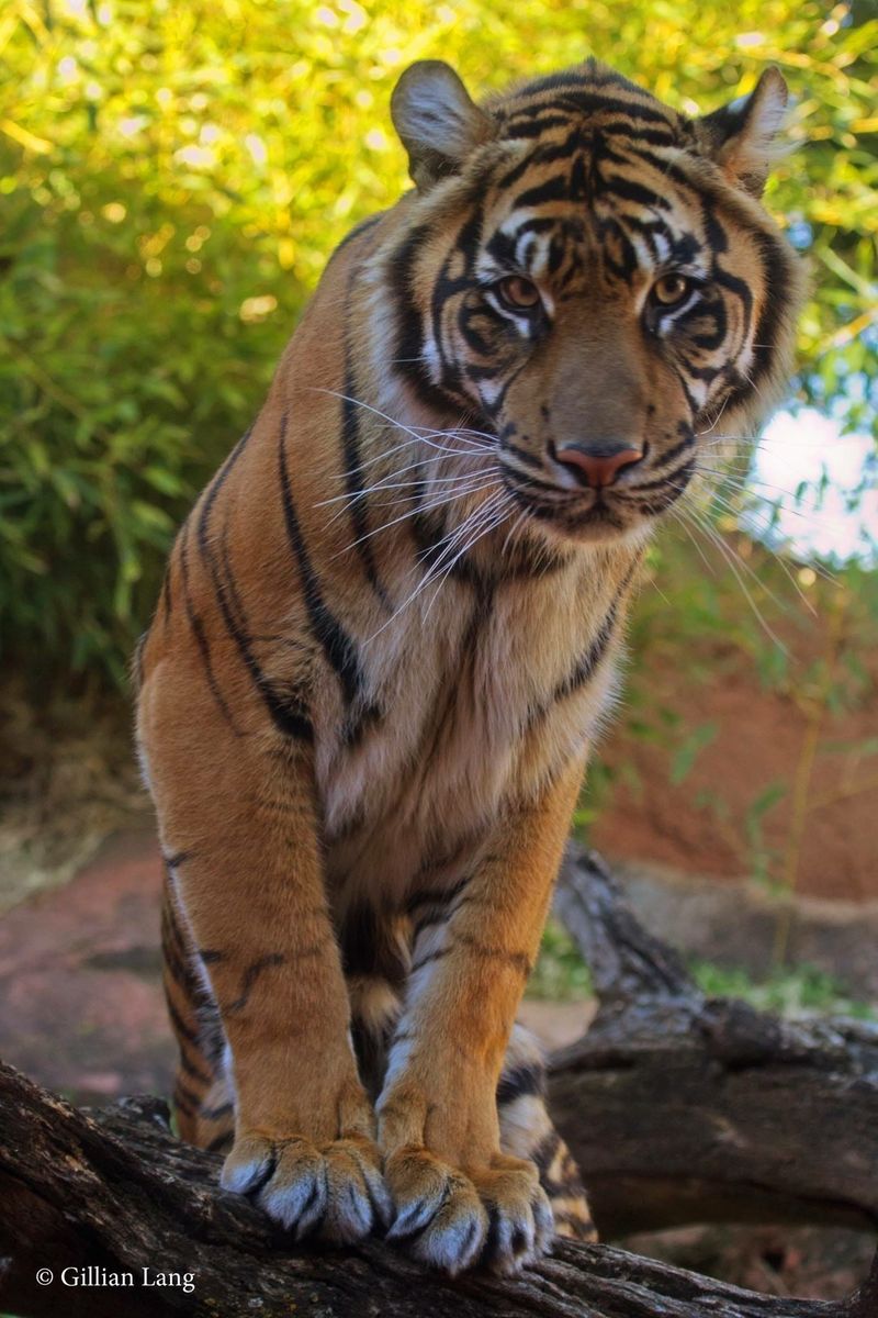 Oklahoma - Oklahoma City Zoo