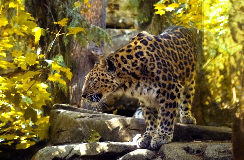 Oregon - Oregon Zoo