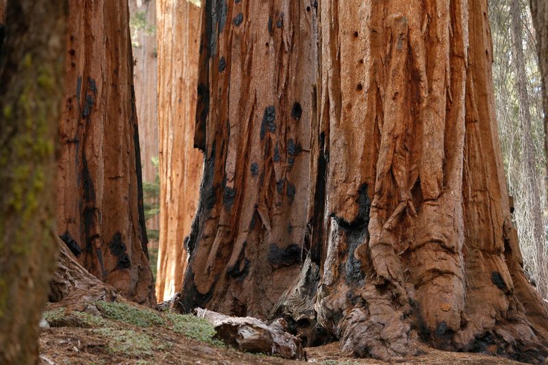Sequoia National Park