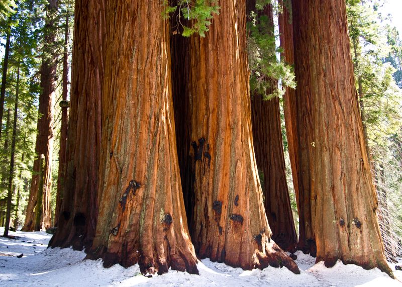 Sequoia National Park