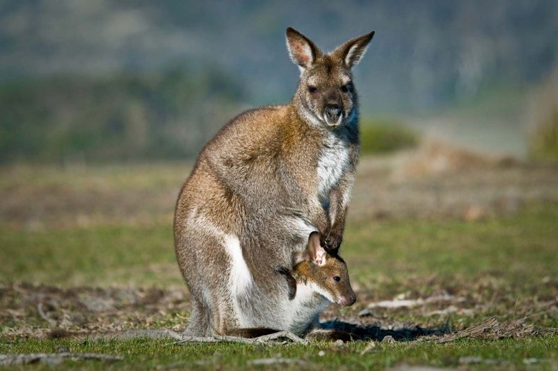 Feeding Wildlife