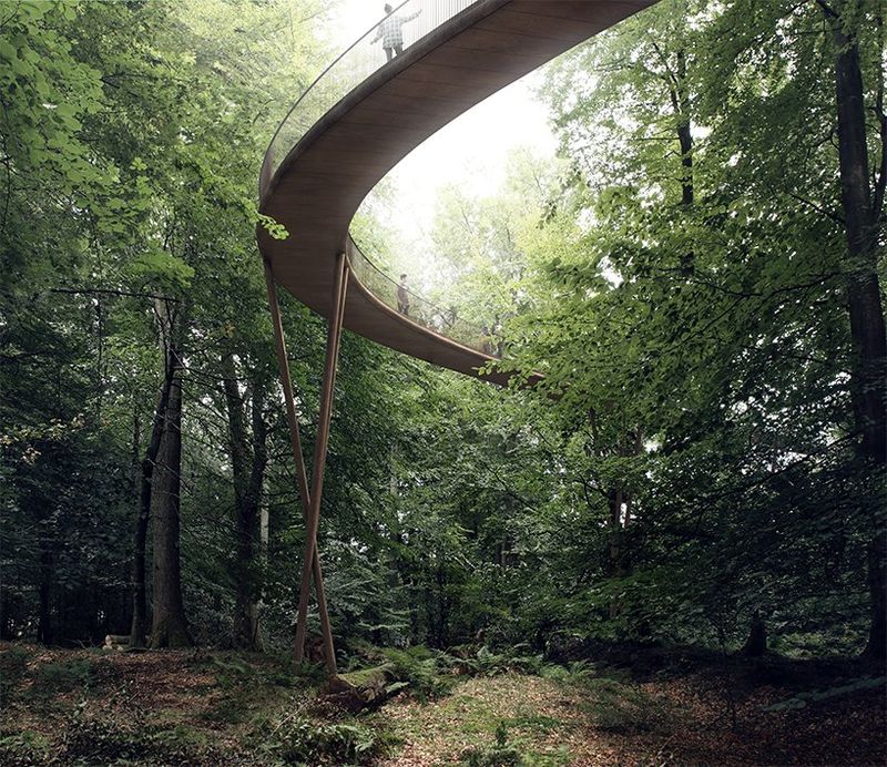 Tranquil Forest Canopy