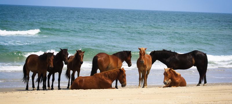 Carova Beach, North Carolina