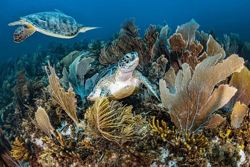 Bonaire, Caribbean Netherlands